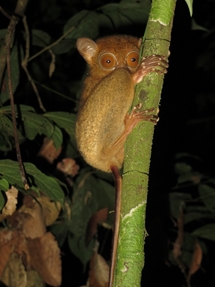 The absolutely adorable tarsier (photo: Lan Qie, Sabah, 2013-14)